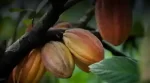 cocoa
