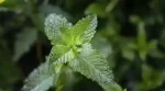 peppermint
